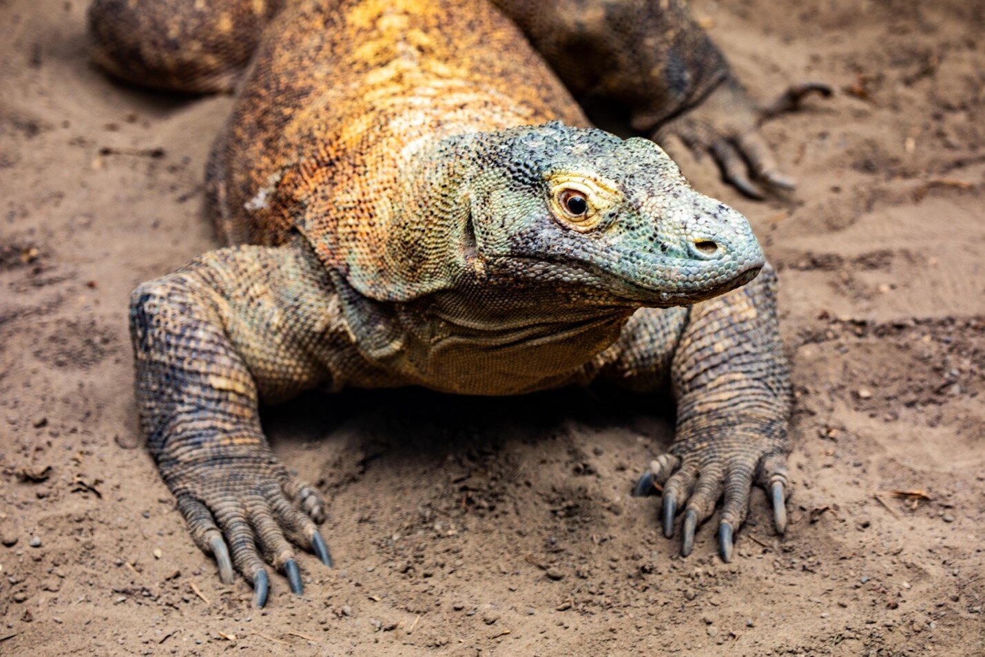 Smok z Komodo ma zęby pokryte żelazem. Tyranozaury mogły być podobnie wyposażone