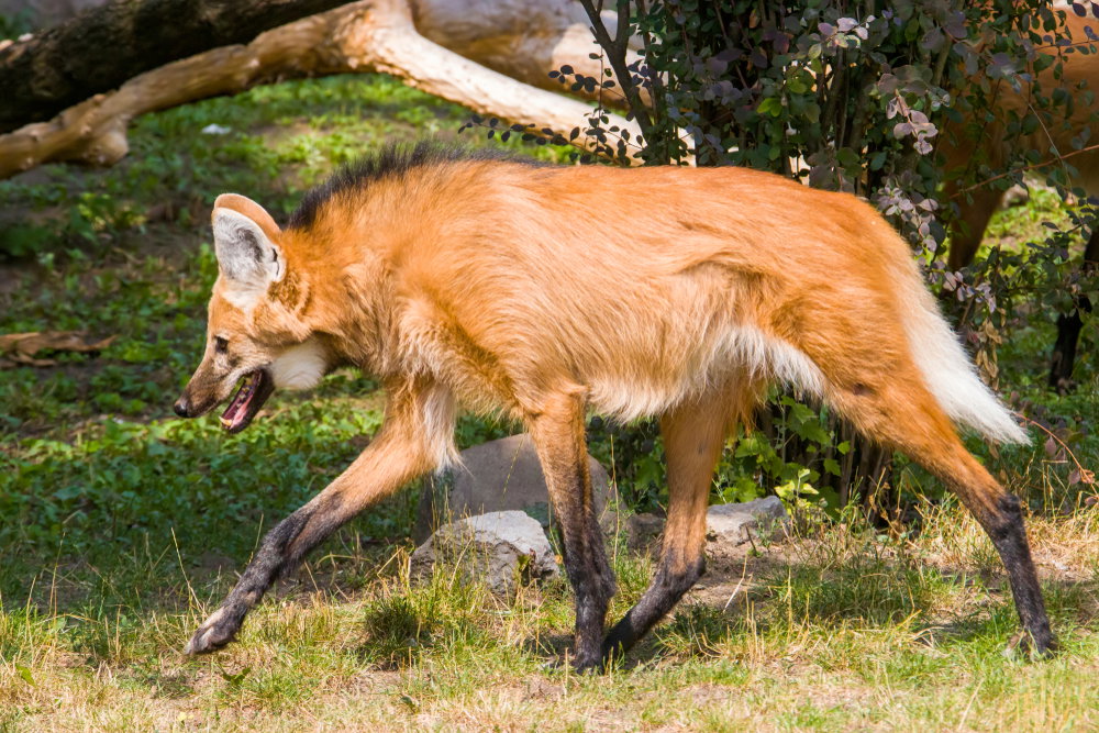 Pampasowiec grzywiasty to  jeden z najbardziej nietypowych psowatych. Wygląda jak lis skrzyżowany z jeleniem (fot. Shutterstock)