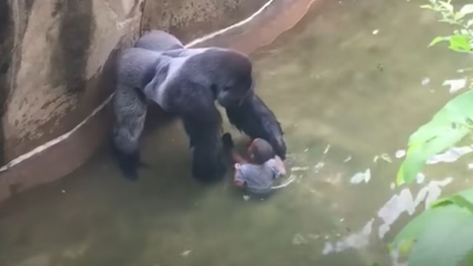 Goryl Harembe został zastrzelony na oczach gości zoo