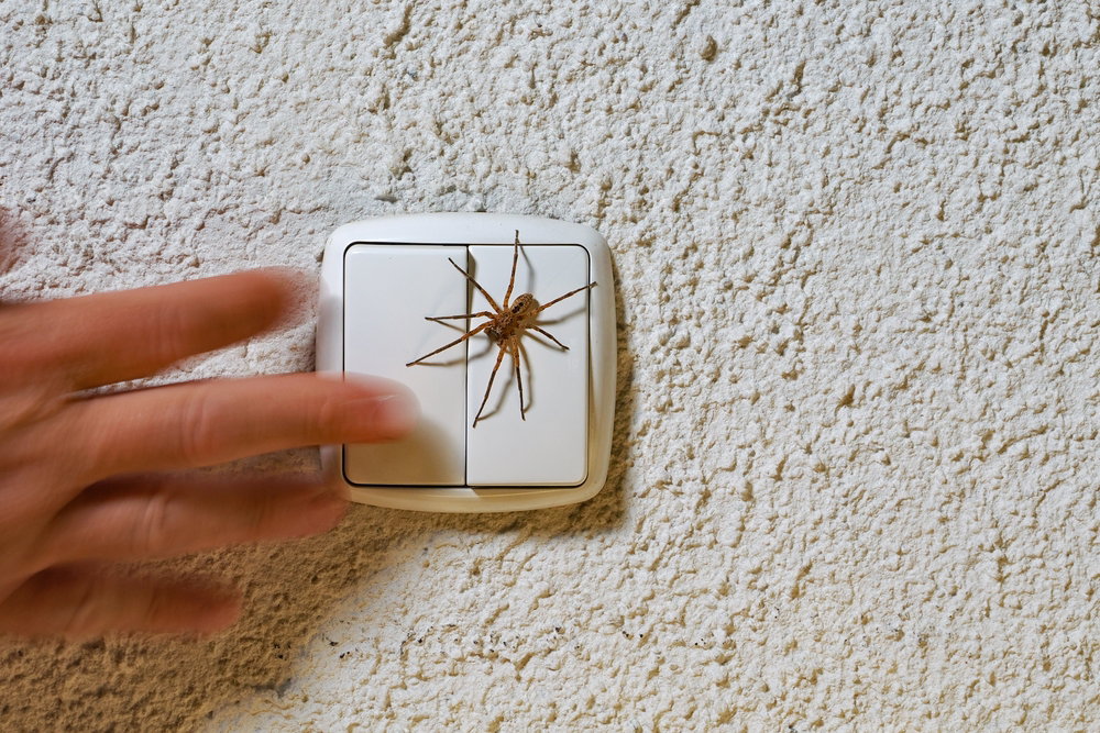 Arachnofobia może objawiać się bardzo gwałtownie. Jednak lęk przed pająkami ma pewne podstawy (fot. Shutterstock)