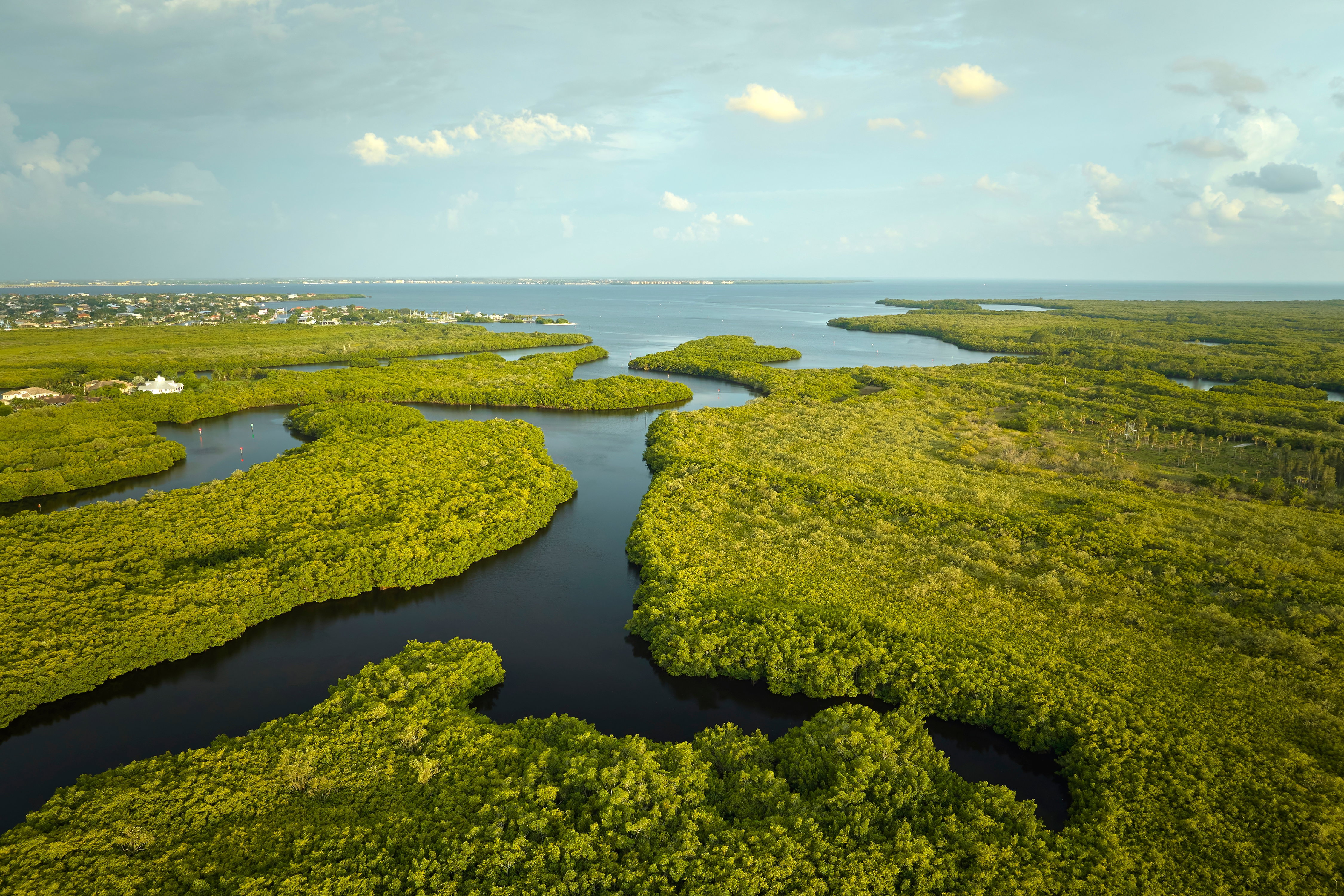 Park Narodowy Everglades to największy taki las na półkuli północnej