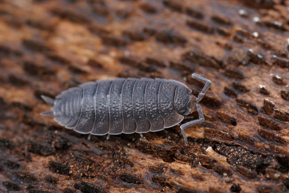 Prosionek wygląda jak owad, ale nim nie jest (fot. Shutterstock)