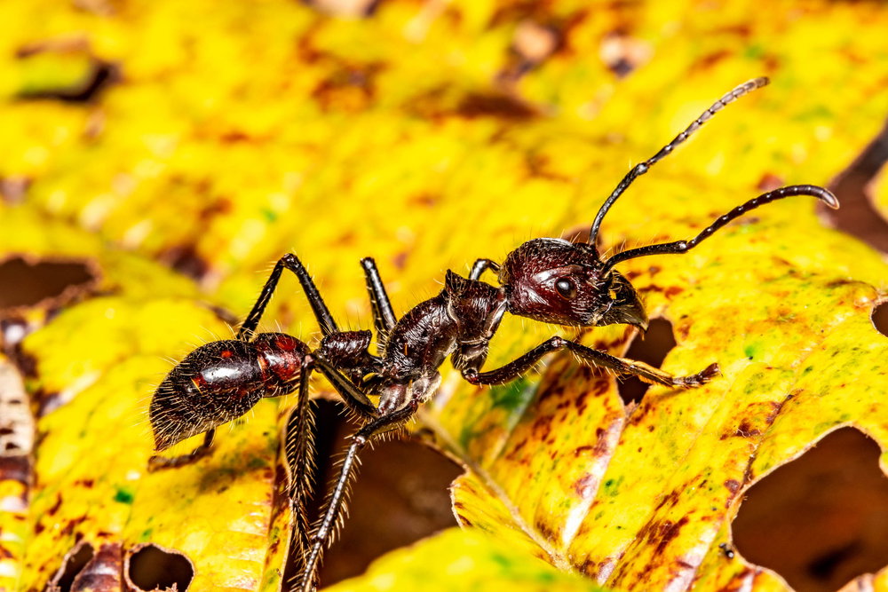 Bullet ant to niewielka mrówka, której lepiej unikać (fot. Shutterstock)