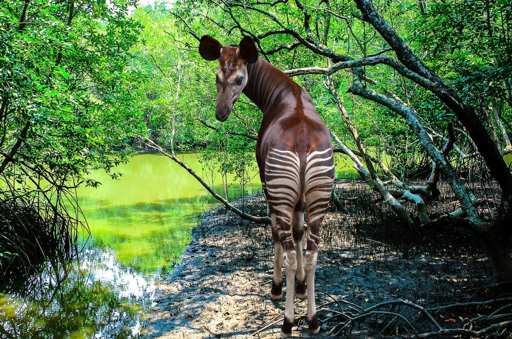 Okapi to jedno z najniezwyklejszych zwierząt. Przypomina żyrafę skrzyżowaną z zebrą (fot. Shutterstock)
