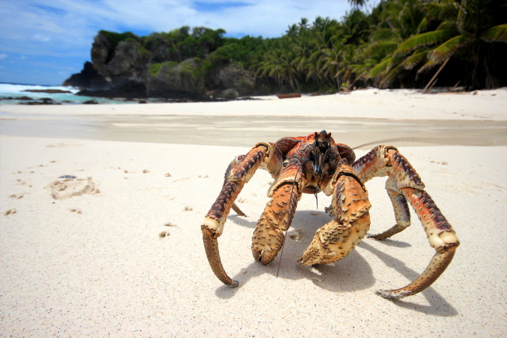 krab palmowy