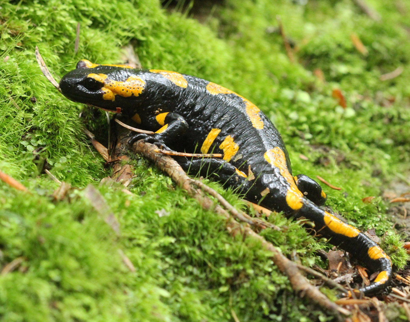 Salamandra plamista, fot. GPN