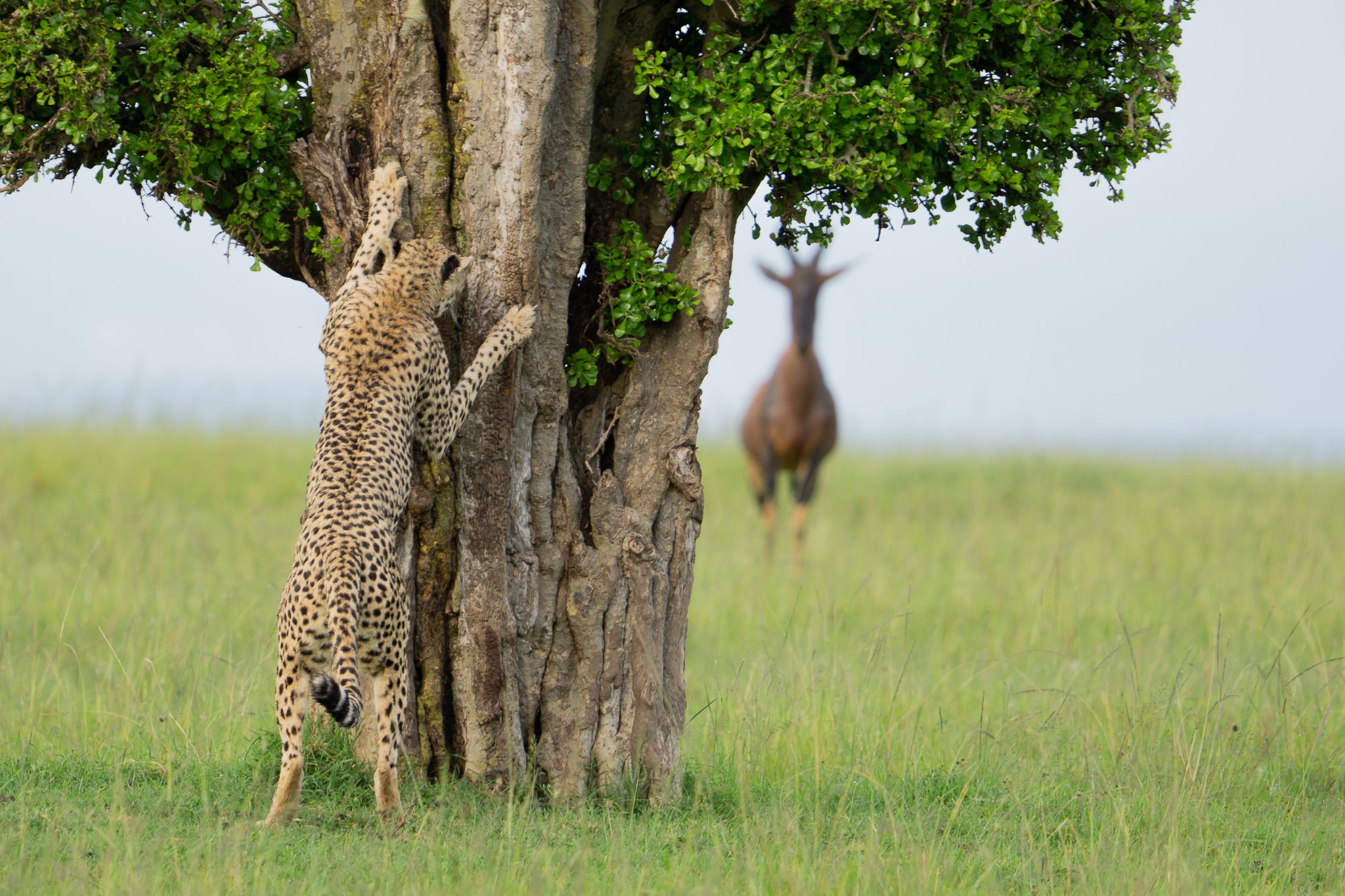 Comedy Wildlife Awards 2024