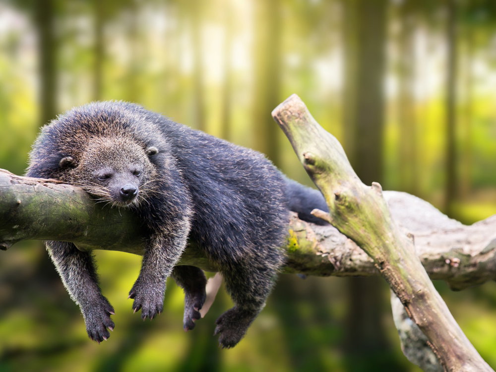 Binturong to azjatycki kotoniedźwiedź żyjący na drzewach. Jego przetrwaniu zagraża produkcja kawy