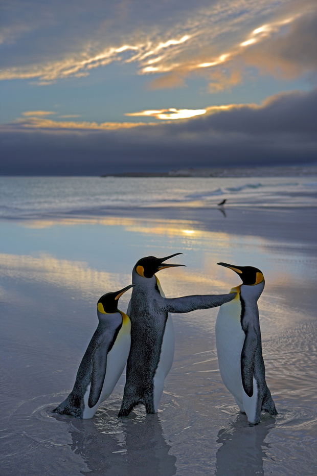 Comedy Wildlife Awards 2024