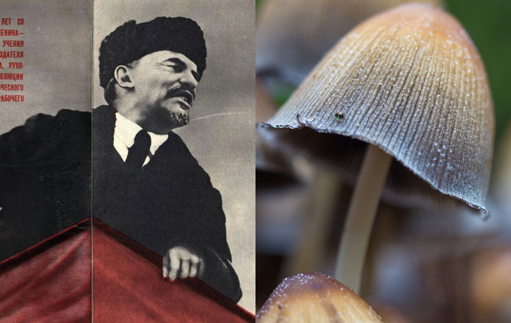 Lenin był grzybem