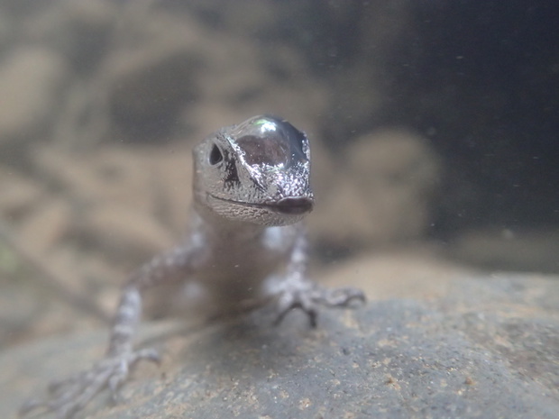 Anolis aquaticus