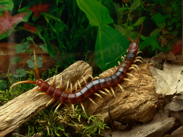 Skolopendra olbrzymia