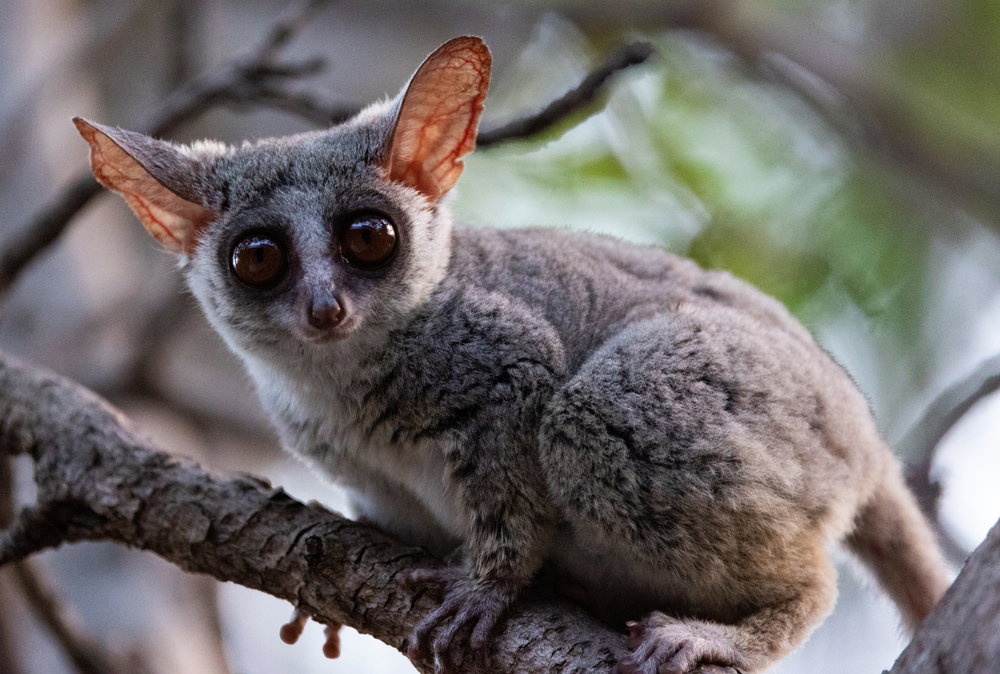 Galago senegalski jest niewielką małpiatką, która potrafi wydawać zaskakujące dźwięki