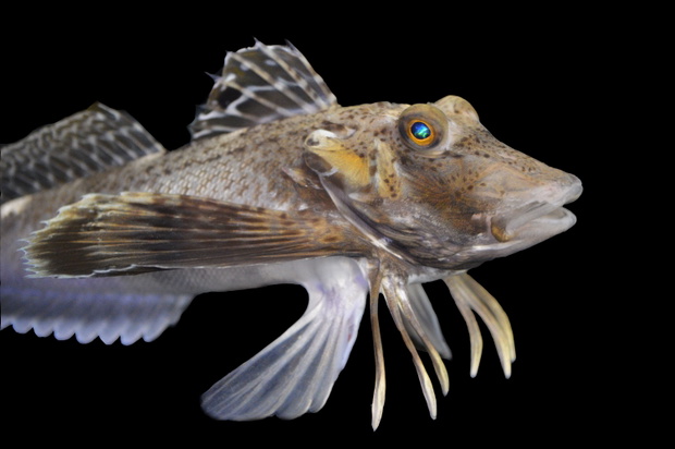 Ryba Prionotus carolinus