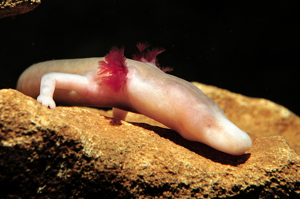 Very,Elegant,Example,Of,Proteus,Anguinus,Amphibious,Urodel