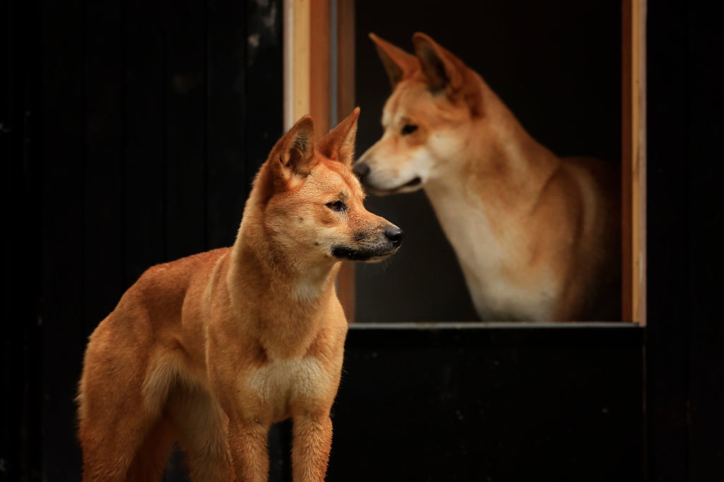 Skąd pochodzą australijskie psy dingo? Zaskakujące informacje naukowców/Fot. Mark Evans / Contributor via Getty Images