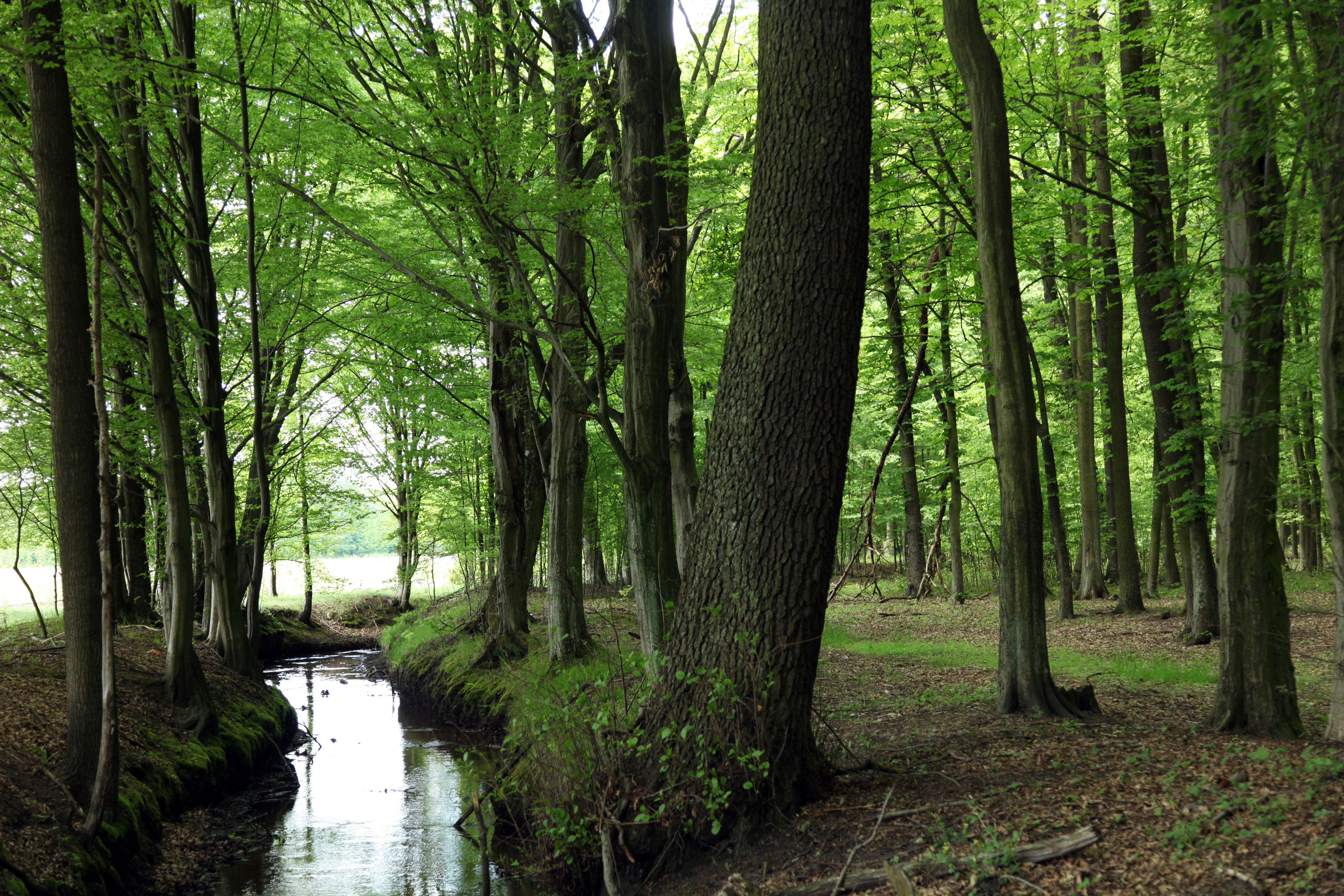 Stobrawski Park Krajobrazowy to perła Opolszczyzny. Ma szczególną wartość przyrodniczą i kulturową