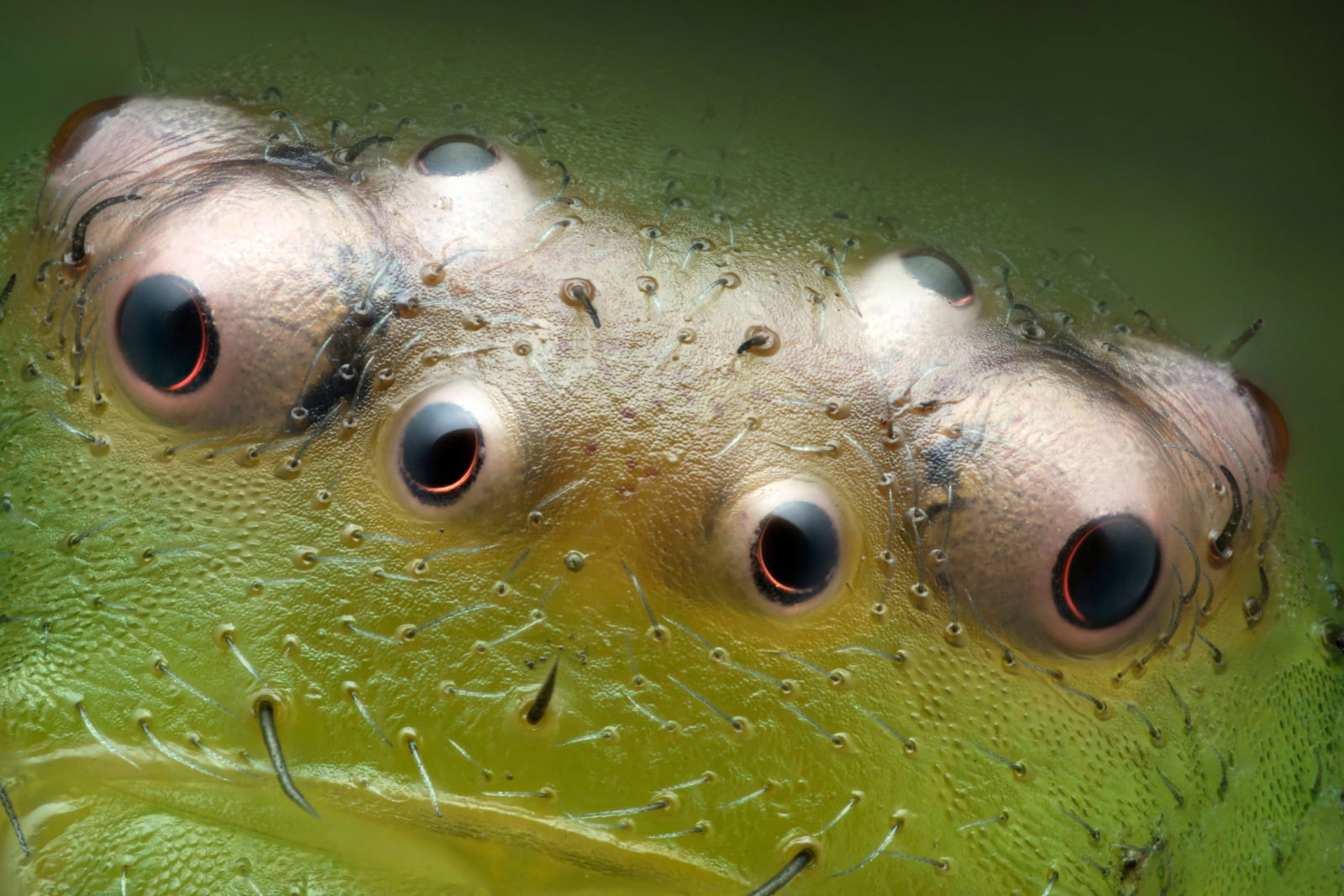 Nikon Small World