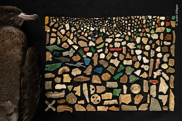 „A Diet of Deadly Plastic”