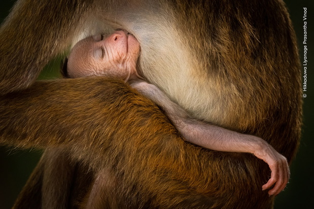 „A Tranquil Moment”