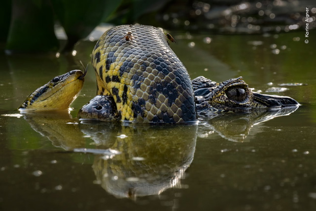 „Wetland Wrestle”