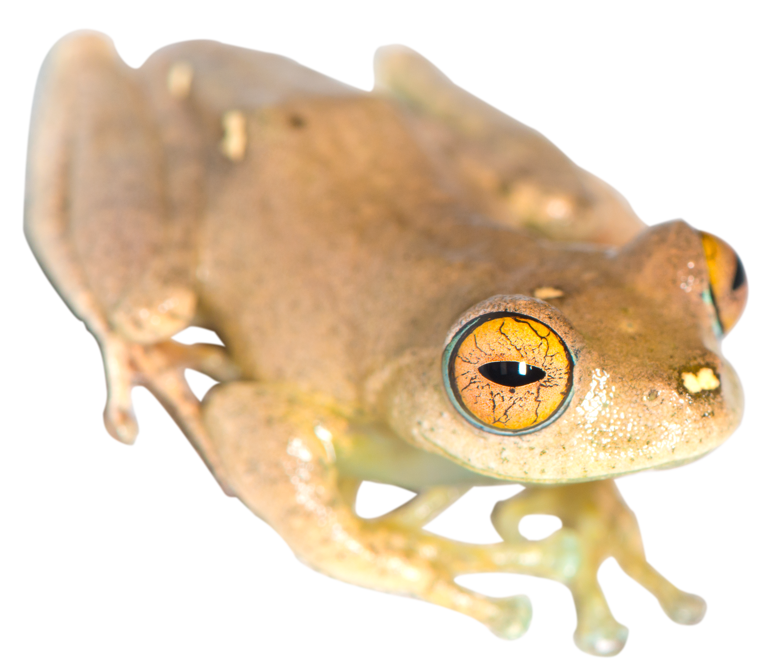 żaba Madagaskar