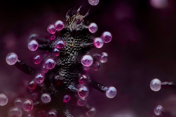 Nikon Small World
