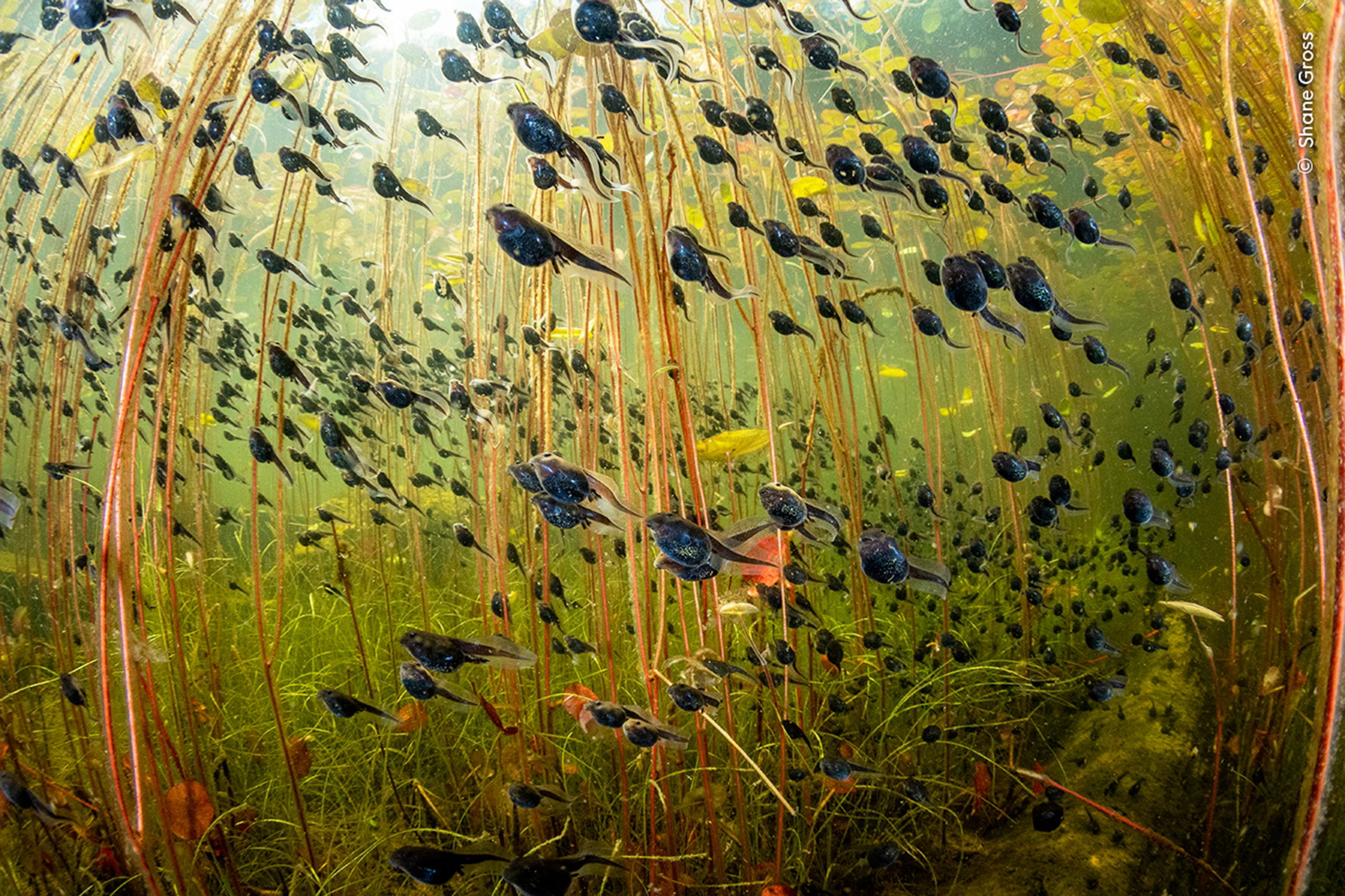 „The Swarm of Life”/ Shane Gross, Wildlife Photographer of the Year