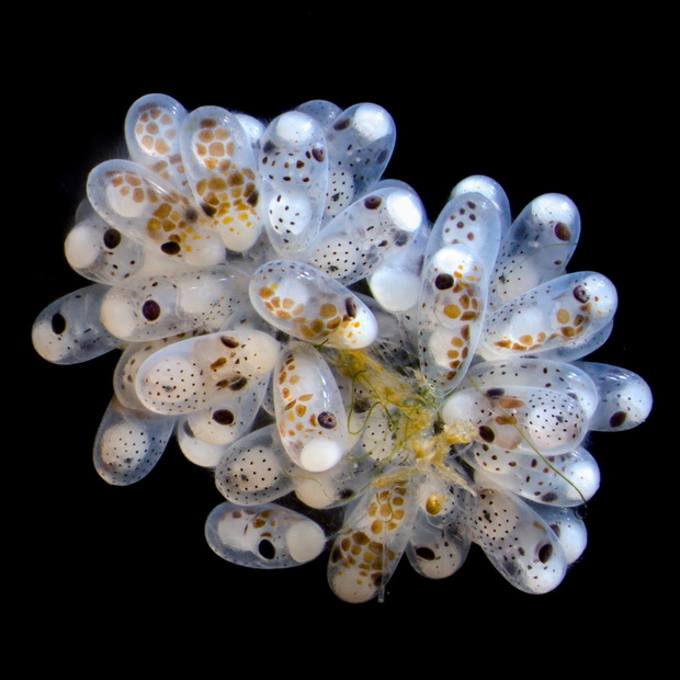 Nikon Small World