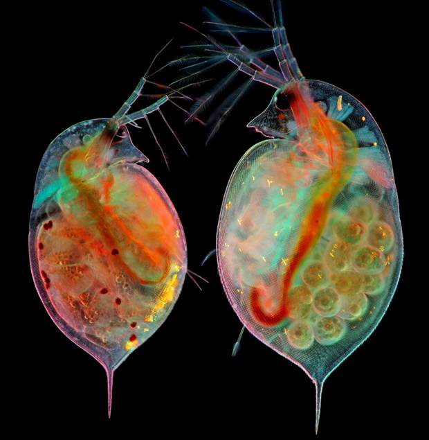 Nikon Small World