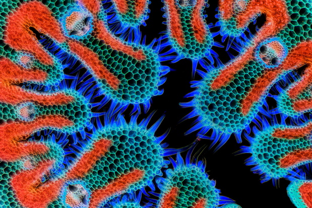 Nikon Small World