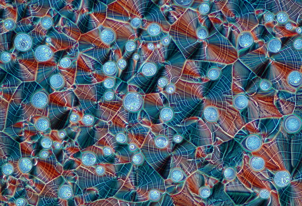 Marek Miś/Nikon Small World