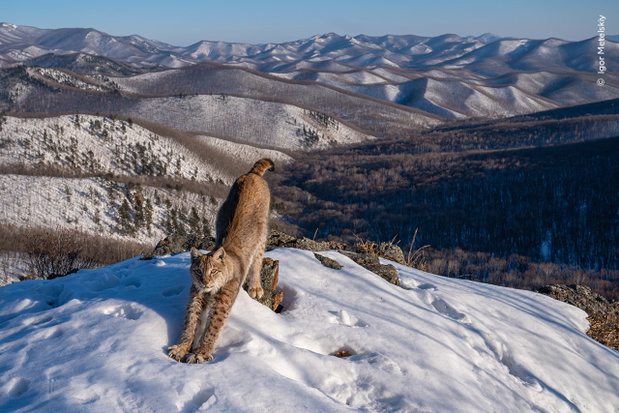 „Frontier of the Lynx”