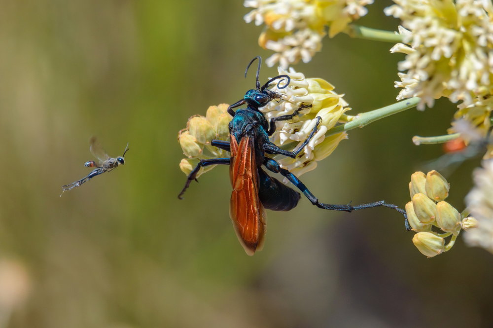 Tarantula hawk to pogromca pająków. Użądlenie przez tego owada należy do najboleśniejszych