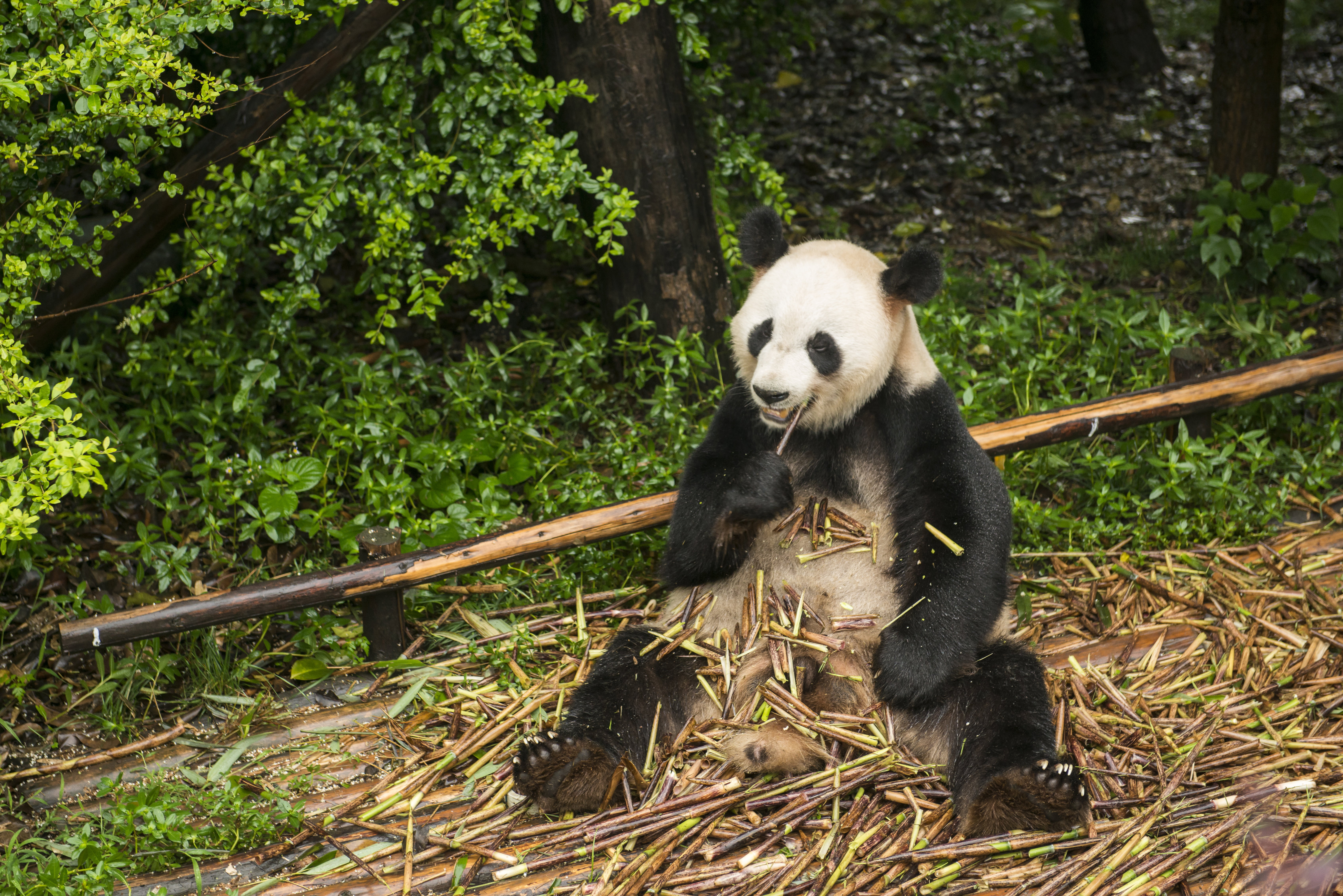 Panda wielka może symulować ciążę (zdjęcie ilustracyjne)