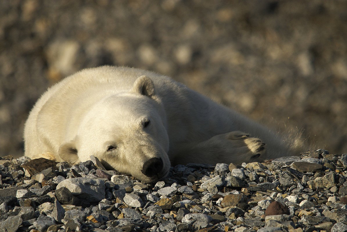 Polska Stacja Polarna na Spitsbergenie rekrutuje na wyprawę
