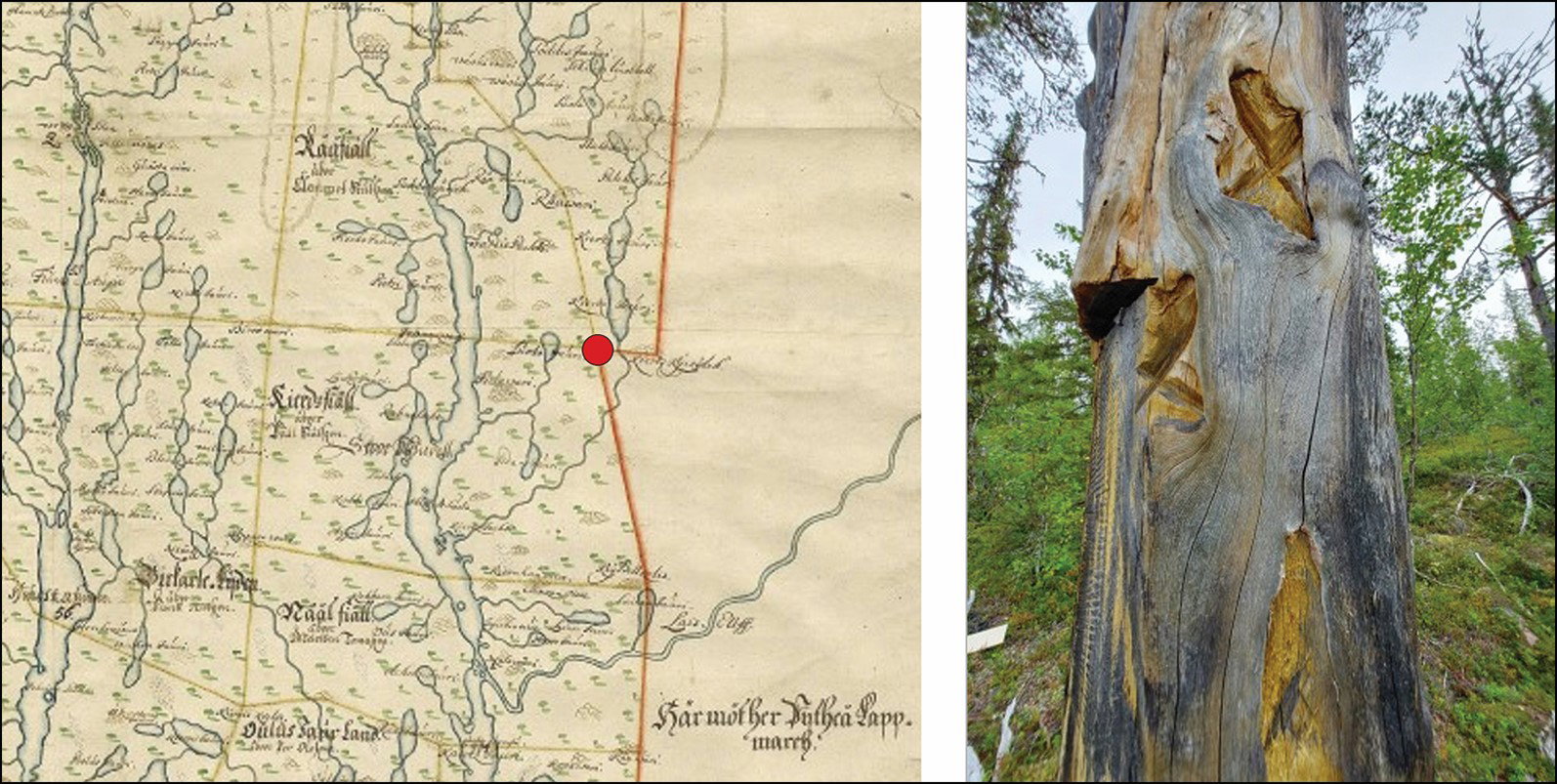 Zagadkowe znaki X na drzewach w Skandynawii. Powstały setki lat temu. Czym są?/Fot. Ingela Bergman et al. Antiquity 2024