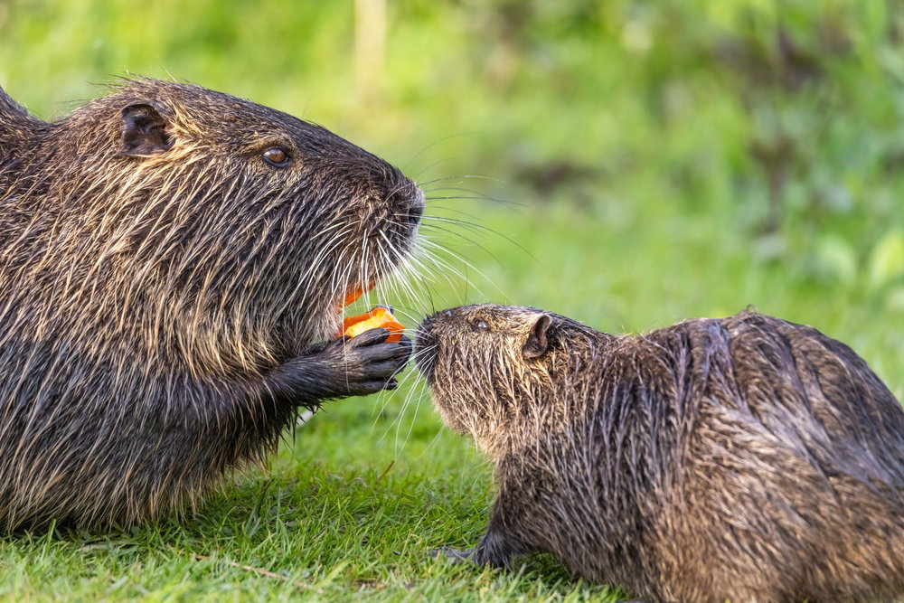 Nutria amerykańska wygląda nieszkodliwie. Jednak stanowi duże zagrożenie dla rodzimej przyrody