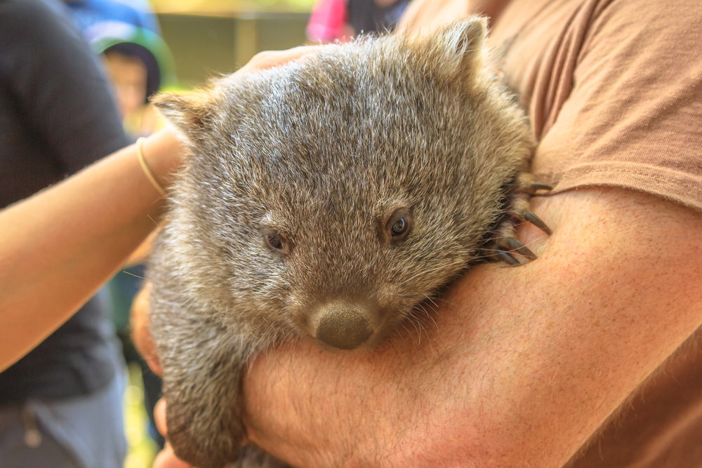 Wombat tasmański
