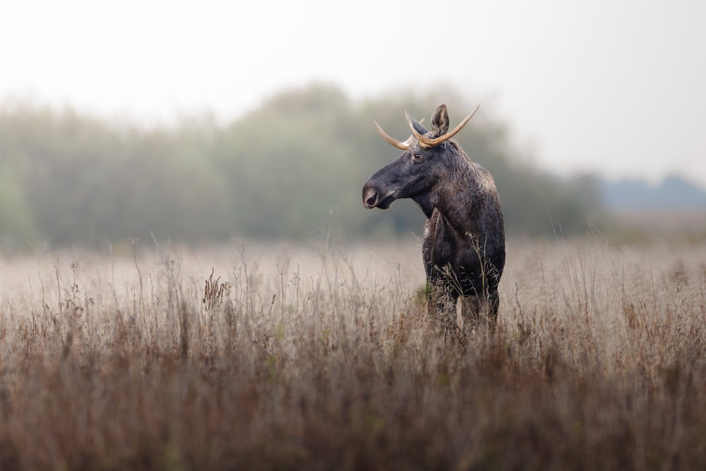 Łoś w Biebrzańskim Parku Narodowym
