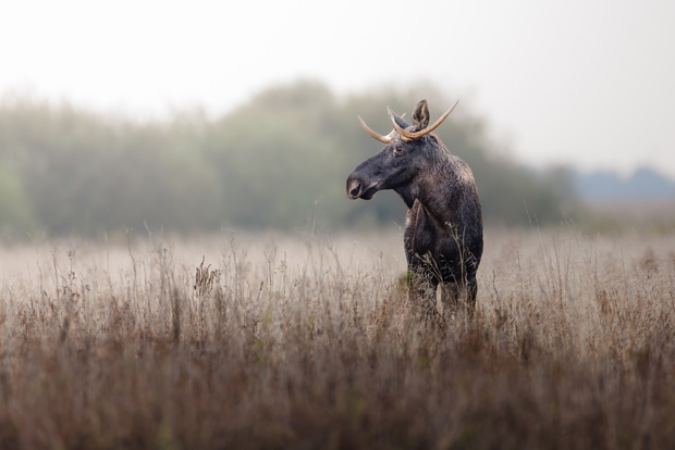 Łoś w Biebrzańskim Parku Narodowym
