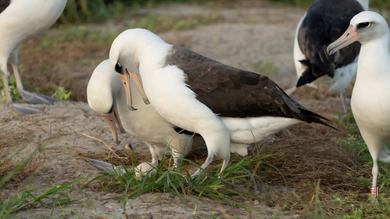 albatros Wisdom