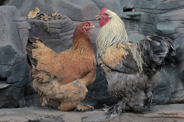 Brahma