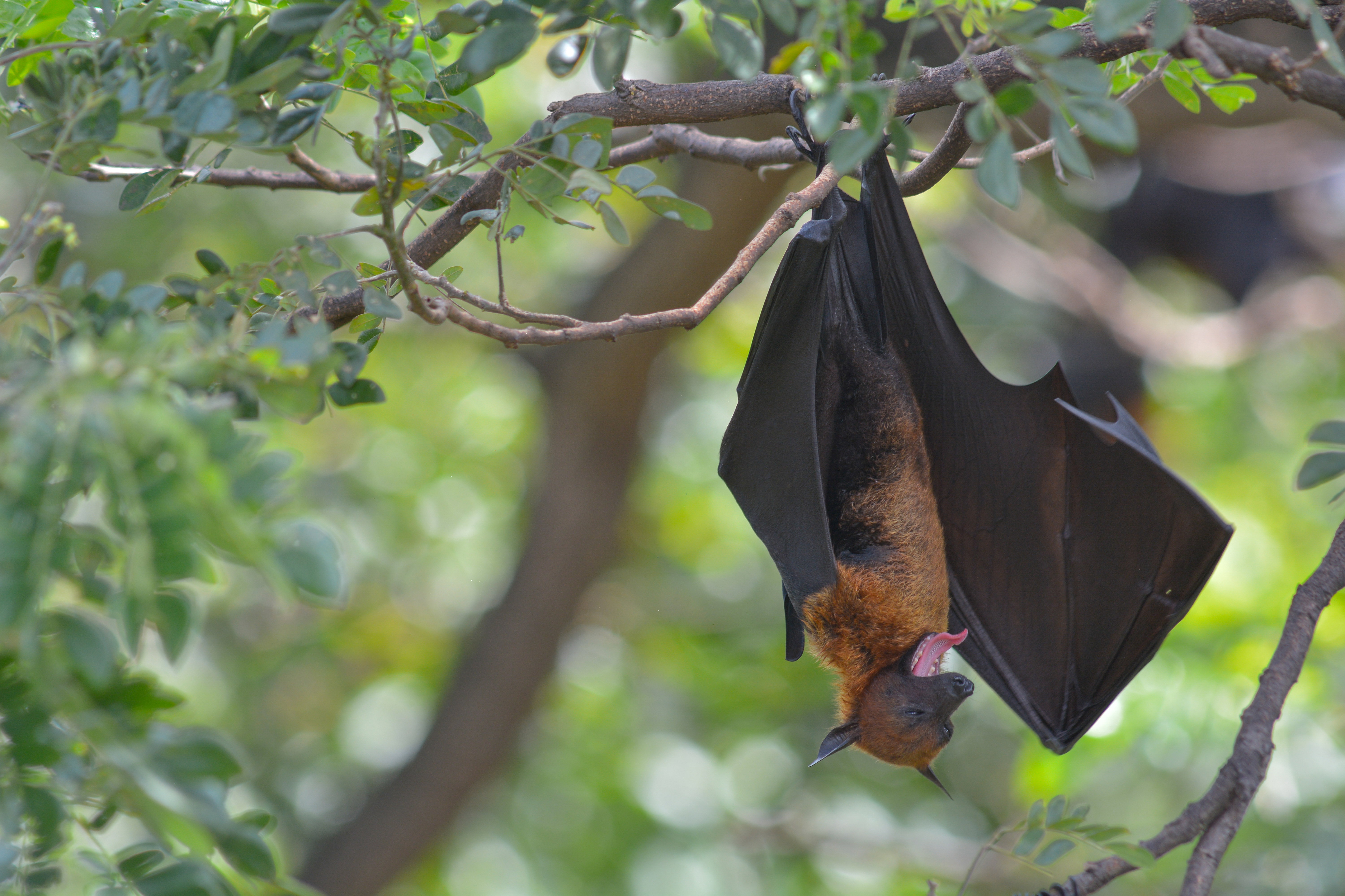 Lyle's Flying Fox (Pteropus lylei)