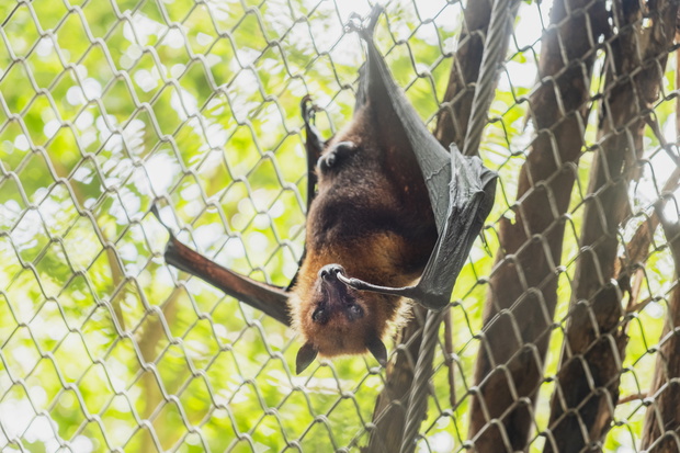 Close-Up Of Lyle's Flying Fox Bat Perched In Cage At Zoo