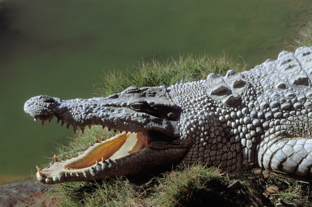 Australian saltwater crocodile basking on bank, jaws open