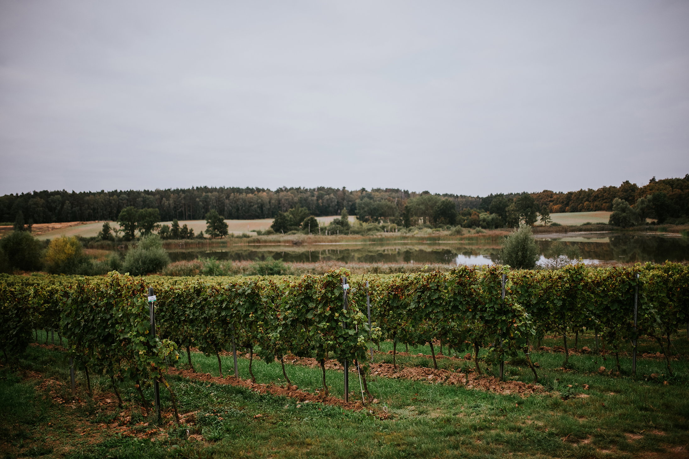 winnica turnau