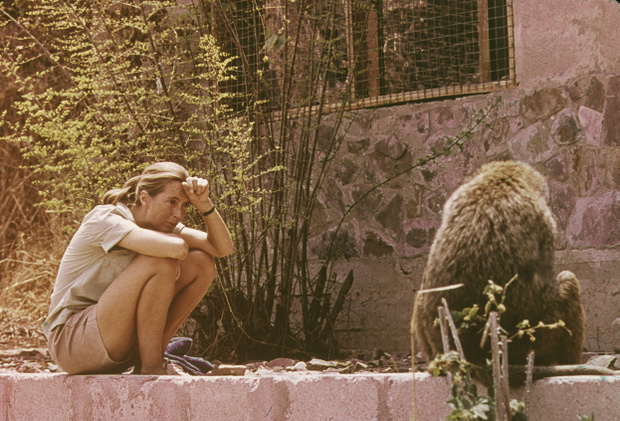 Jane Goodall podczas badań w Afryce