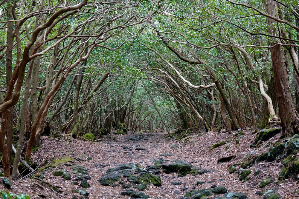 Aokigahara to las owiany złą sławą. Miejsce wielu tragedii działa jak magnes na poszukiwaczy mocnych wrażeń