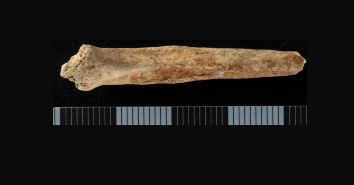Archeolodzy odkryli pomalowaną kość psiego penisa. To ślady po dawnych rytuałach/Fot. za Ellen Green/Oxford Journal of Archaeology/CC BY 4.0